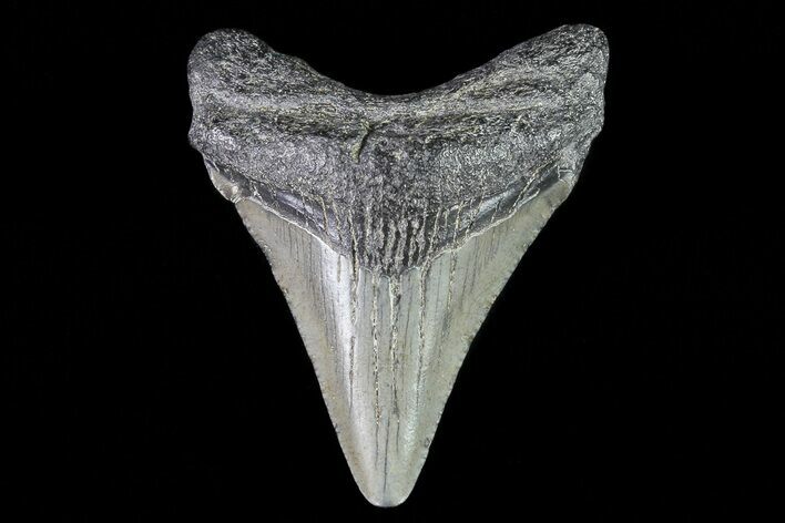 Juvenile Megalodon Tooth - Georgia #75365